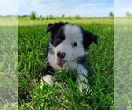 Small Photo #5 Border Collie Puppy For Sale in NORBORNE, MO, USA