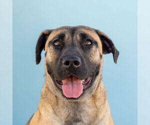 Mutt Dogs for adoption in Pasadena, CA, USA