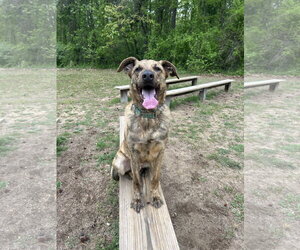 German Shepherd Dog-Unknown Mix Dogs for adoption in Lancaster, PA, USA