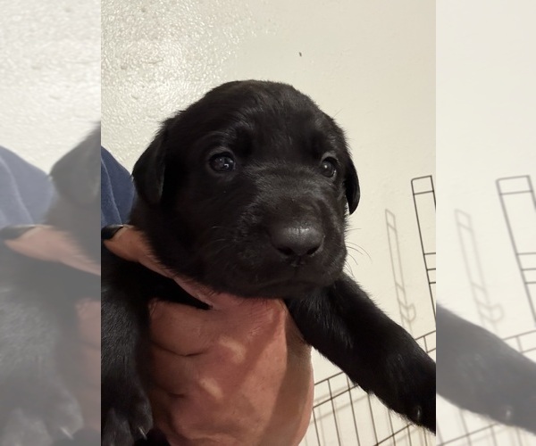 Medium Photo #1 Labrador Retriever Puppy For Sale in OSYKA, MS, USA