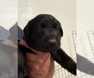 Labrador Retriever Puppy for sale in OSYKA, MS, USA