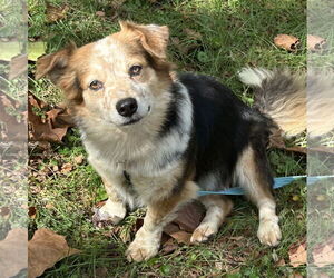 Medium Pembroke Welsh Corgi Mix