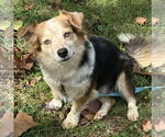 Small Pembroke Welsh Corgi Mix