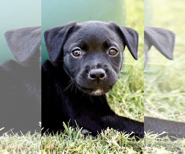 Medium Photo #11 American Pit Bull Terrier-Labrador Retriever Mix Puppy For Sale in McKinney, TX, USA