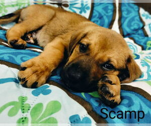 German Shepherd Dog-Unknown Mix Dogs for adoption in Prentiss, MS, USA