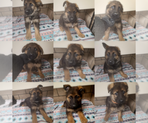 German Shepherd Dog Puppy for sale in CULPEPER, VA, USA