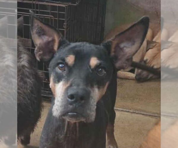 Medium Photo #3 Doberman Pinscher-Unknown Mix Puppy For Sale in Lake Forest, CA, USA