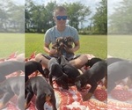 Small Photo #1 Doberman Pinscher Puppy For Sale in BROOKFIELD, MO, USA