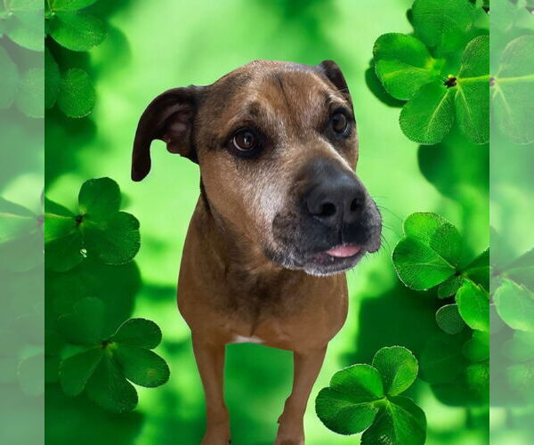 Medium Photo #5 Bullmastiff-German Shepherd Dog Mix Puppy For Sale in Lexington, SC, USA