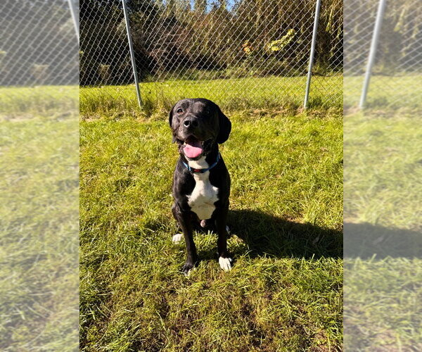 Medium Photo #3 Mutt Puppy For Sale in Muskegon, MI, USA