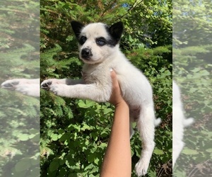 German Shepherd Dog-Siberian Husky Mix Puppy for sale in VANCOUVER, WA, USA