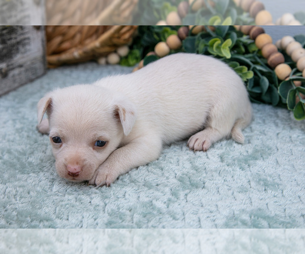 Medium Photo #30 Chihuahua-Chorkie Mix Puppy For Sale in FREDERICKTOWN, OH, USA