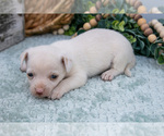 Small Photo #30 Chihuahua-Chorkie Mix Puppy For Sale in FREDERICKTOWN, OH, USA