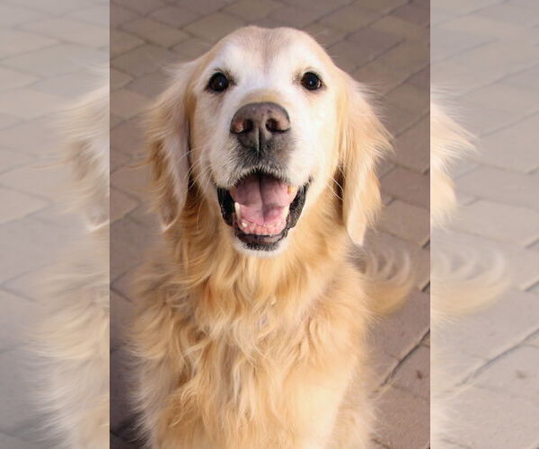 Medium Photo #2 Golden Retriever Puppy For Sale in Glendale , AZ, USA