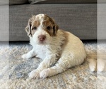 Small #1 Australian Mountain Dog