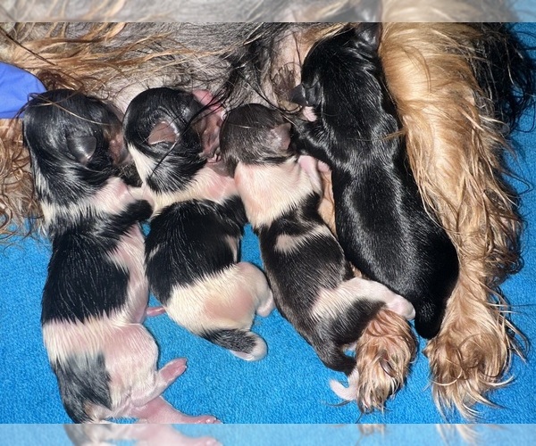Medium Photo #1 Yorkshire Terrier Puppy For Sale in MONROE, TN, USA