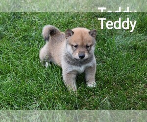 Shiba Inu Puppy for sale in CITRUS HEIGHTS, CA, USA