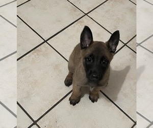 Belgian Malinois Puppy for sale in DALLAS, TX, USA