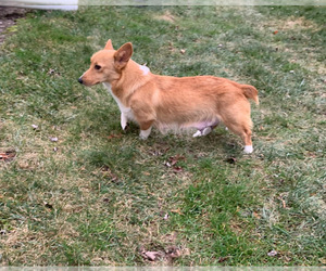 Mother of the Pembroke Welsh Corgi puppies born on 01/06/2024