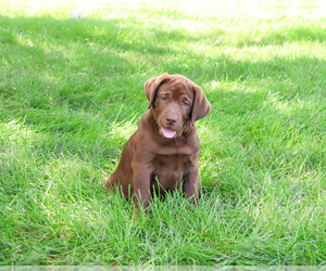Labrador Retriever Puppy for Sale in SYRACUSE, Indiana USA
