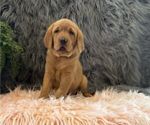 Golden Retriever Puppy for sale in WILLARD, WI, USA