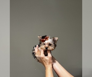 Yorkshire Terrier Puppy for sale in MIAMI, FL, USA