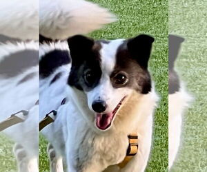 Medium Pomeranian-pomeranian spitz Mix