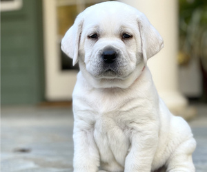 Labrador Retriever Puppy for Sale in GLENDALE, California USA