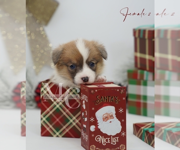 Medium Photo #16 Pembroke Welsh Corgi Puppy For Sale in FLORALA, AL, USA