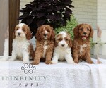Small #1 Cavapoo (Miniature)