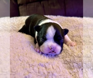 Boston Terrier Puppy for Sale in WASHBURN, Missouri USA