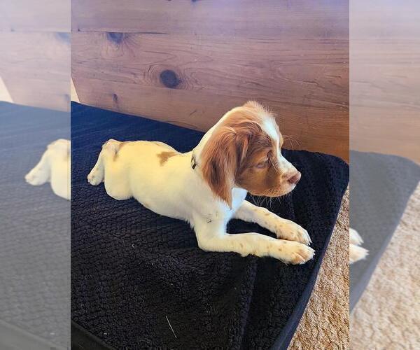 Medium Photo #19 Brittany Puppy For Sale in MONTROSE, CO, USA