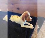 Small Photo #19 Brittany Puppy For Sale in MONTROSE, CO, USA