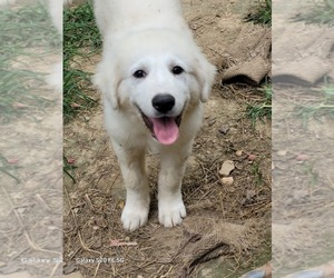 Great Pyrenees Puppy for sale in SCOTTSVILLE, KY, USA