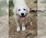 Image preview for Ad Listing. Nickname: AKC Great Pyrs