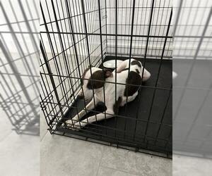 Mutt Dogs for adoption in San Antonio, TX, USA
