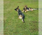 Small #10 German Shepherd Dog