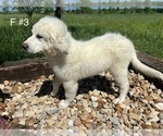 Small Photo #6 Great Pyrenees Puppy For Sale in LOCKHART, TX, USA