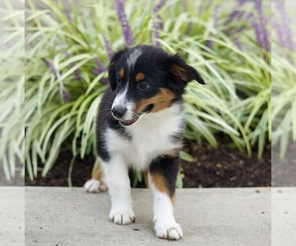 Medium Photo #4 Miniature Australian Shepherd Puppy For Sale in NEW PROVIDENCE, PA, USA