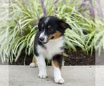 Small #3 Miniature Australian Shepherd