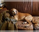 Small Photo #10 Redbone Coonhound-Unknown Mix Puppy For Sale in Westminster, MD, USA