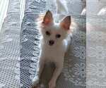 Small Photo #2 Chihuahua Puppy For Sale in LOS ANGELES, CA, USA