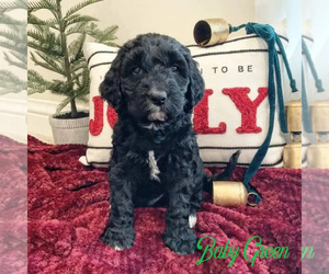 Springerdoodle Puppy for sale in CITRUS HEIGHTS, CA, USA