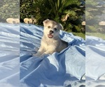 Small Photo #4 Alaskan Husky-Siberian Husky Mix Puppy For Sale in RIVERSIDE, CA, USA