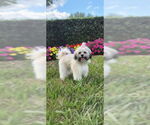Small #5 Shih Tzu