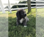 Small Photo #2 Neapolitan Mastiff-Poodle (Toy) Mix Puppy For Sale in GOSHEN, IN, USA