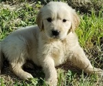 Small Photo #8 Golden Retriever Puppy For Sale in TWIN FALLS, ID, USA