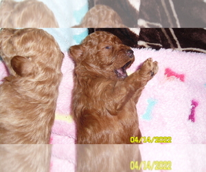 Poodle (Toy) Puppy for sale in DULUTH, GA, USA