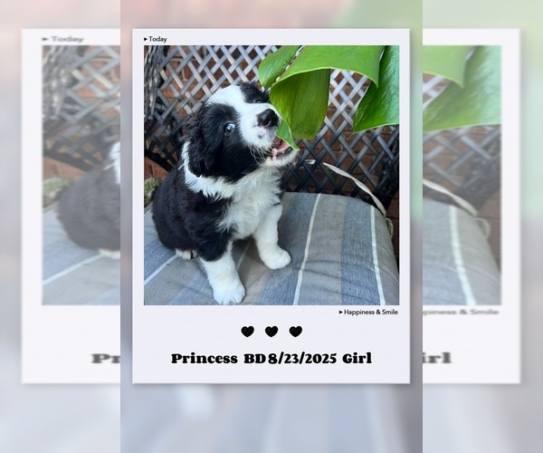 Medium Photo #1 Border Collie Puppy For Sale in BARBOURSVILLE, WV, USA
