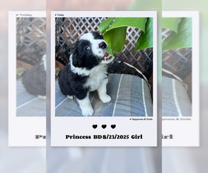 Medium Border Collie